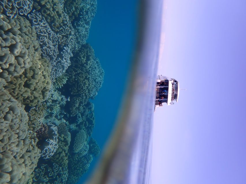 Port Douglas: Outer Great Barrier Reef Snorkeling Cruise - The third site and the value of free photos