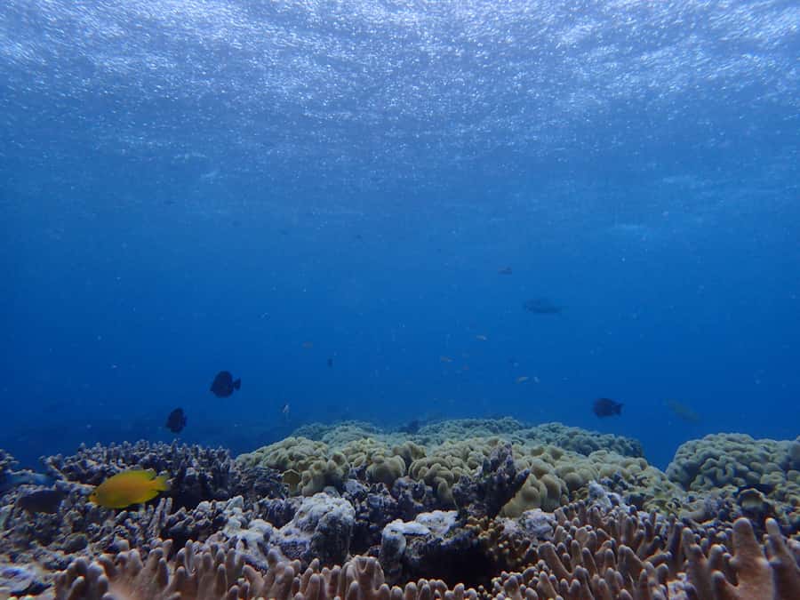 Port Douglas: Outer Great Barrier Reef Snorkeling Cruise - Boat comfort, crew style, and conservation