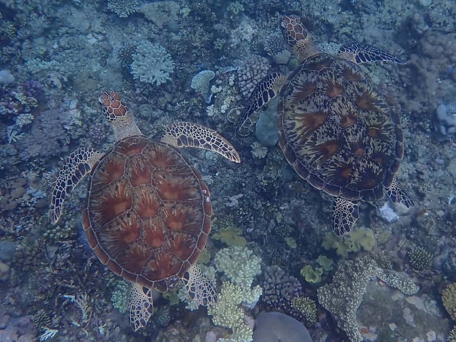 Port Douglas: Outer Great Barrier Reef Snorkeling Cruise - What the $210 price buys you