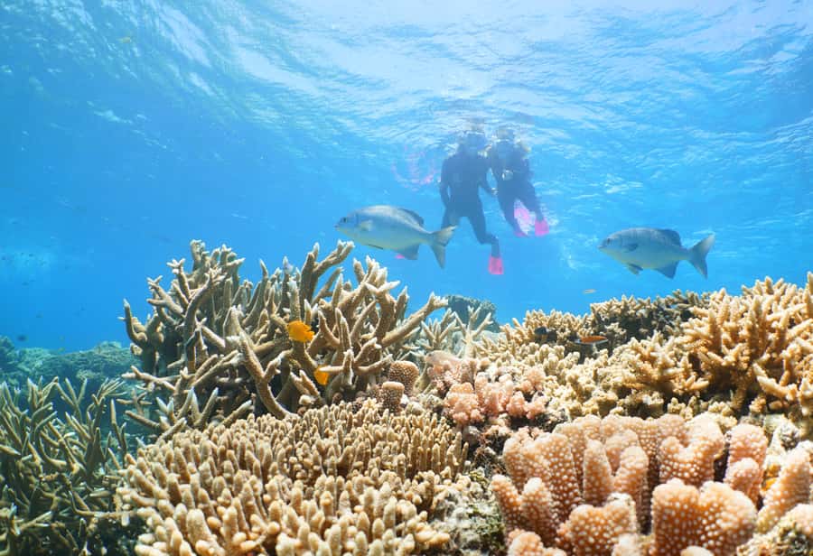 Port Douglas: Quicksilver Outer Barrier Reef Full-Day Cruise - The 9:00 AM check-in and the catamaran ride