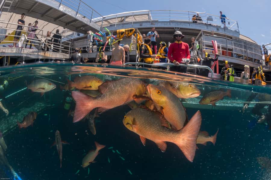 Port Douglas: Quicksilver Outer Barrier Reef Full-Day Cruise - The semi-submersible and underwater observatory