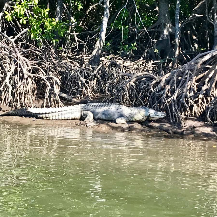 Port Douglas: River Cruise, Crocodile Spotting, Drink/ Snack - Setting out from Port Douglas Marina