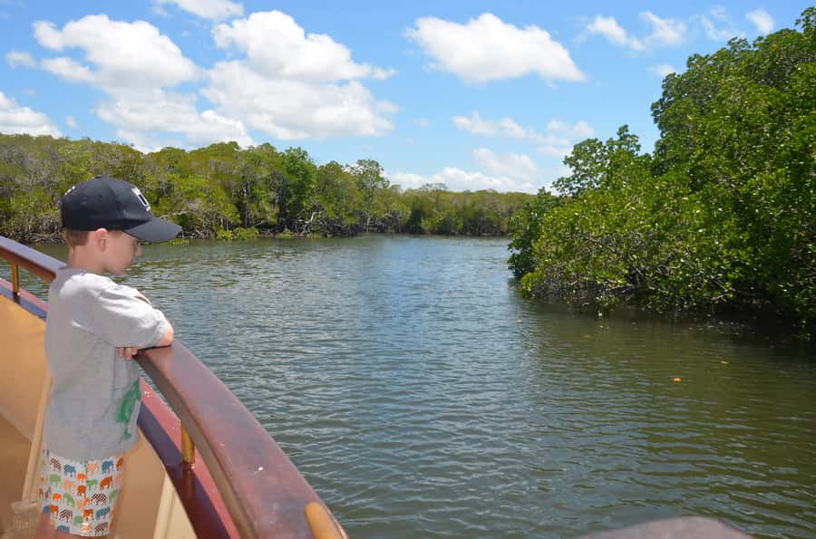 Port Douglas: River Cruise, Crocodile Spotting, Drink/ Snack - How the crocodile search works