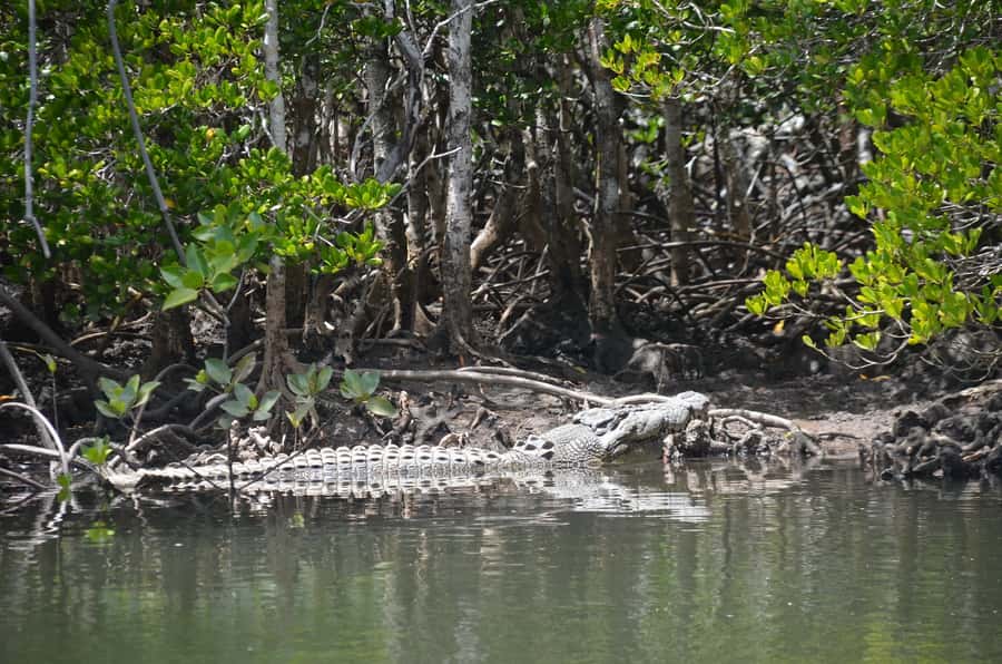 Port Douglas: River Cruise, Crocodile Spotting, Drink/ Snack - The skippers make the short trip work