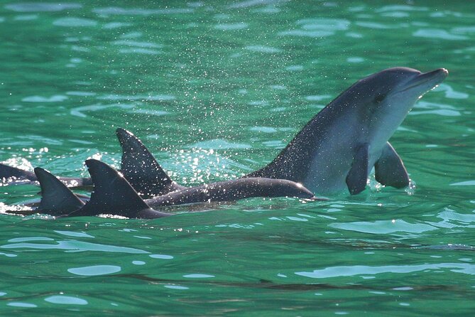 Port Stephens: Dolphin Discovery Cruise - The boom net, slide, and getting wet