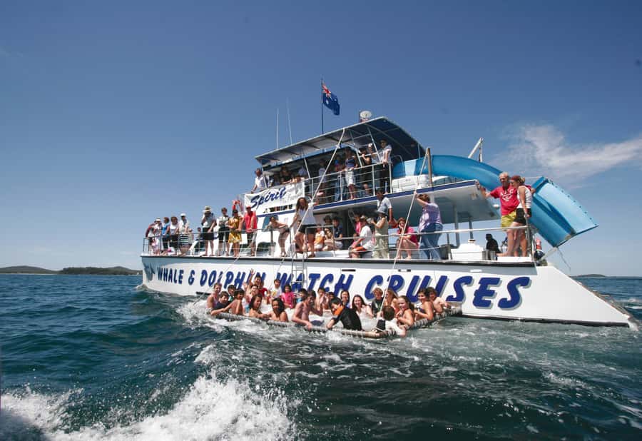 Port Stephens: Dolphin Watch Cruise with Swimming and Slides - From Nelson Bay Wharf to open water