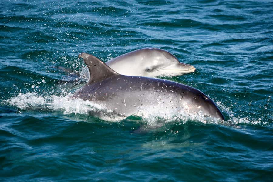 Port Stephens: Dolphin Watch Cruise with Swimming and Slides - Tomaree and Yacaaba headlands from the water