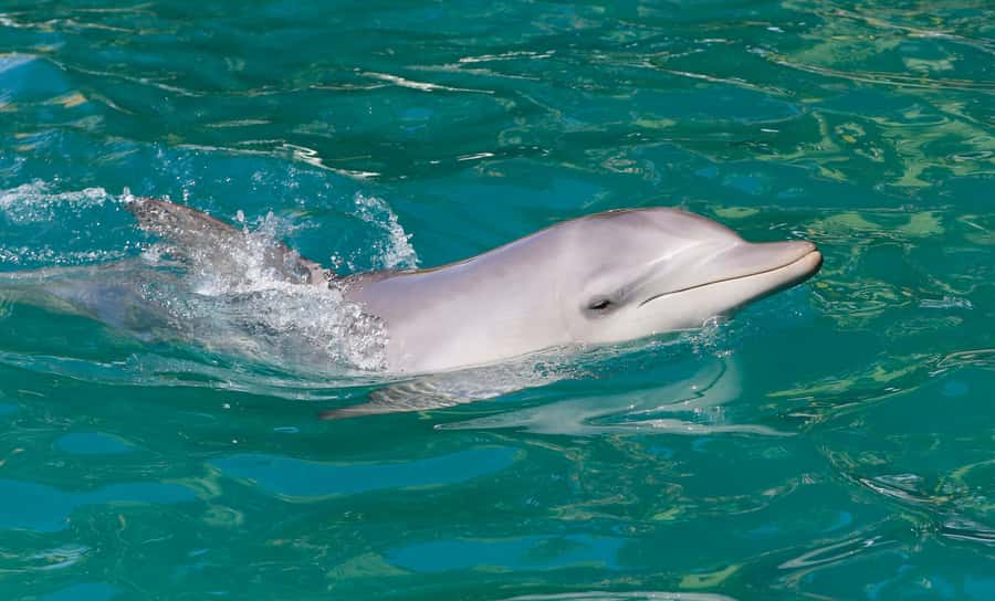 Port Stephens: Dolphin Watch Cruise with Swimming and Slides - Searching for dolphins around Port Stephens