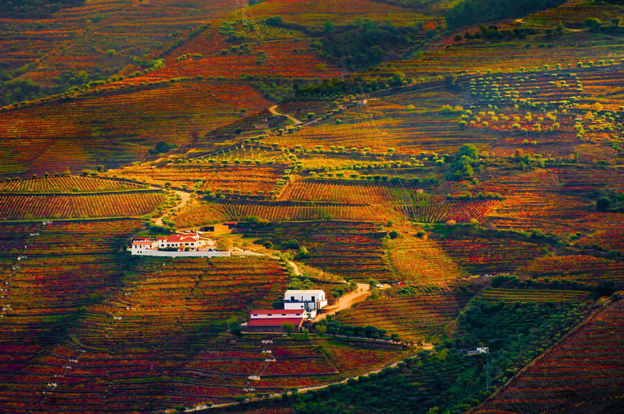 Porto: Douro Valley Wine Tour with a Sommelier & Boat Trip - Who should book this experience?