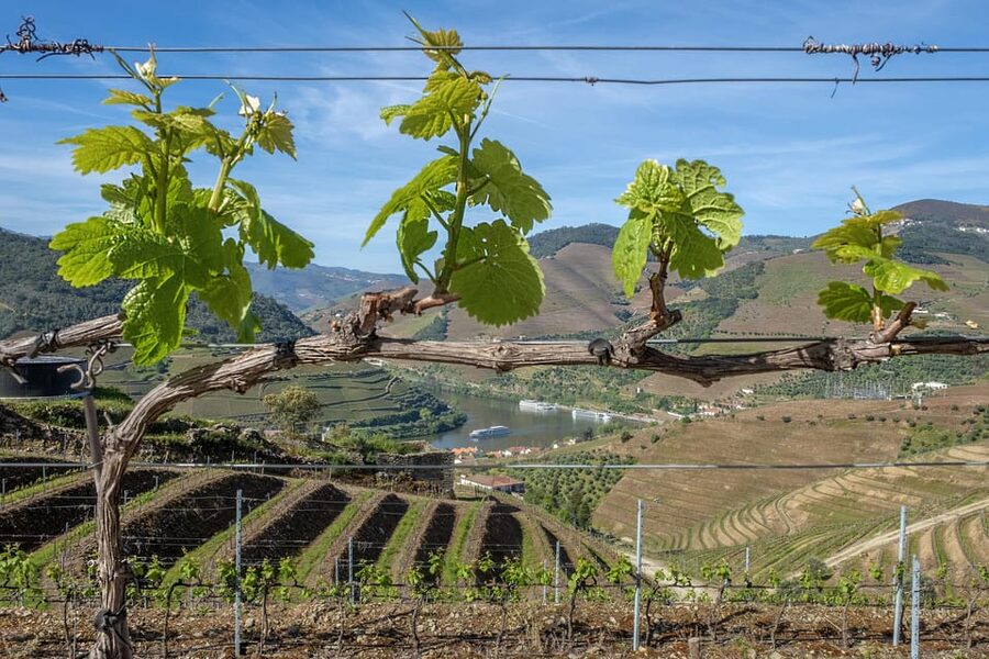 Porto: Douro Valley Wine Tour with a Sommelier & Boat Trip - Is $127 a fair price?