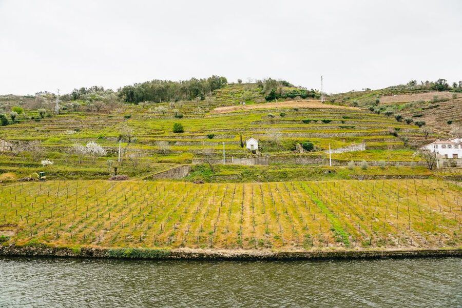 Porto - Régua - Porto Upstream Douro Cruise & Tour - The scenery improves as Régua approaches