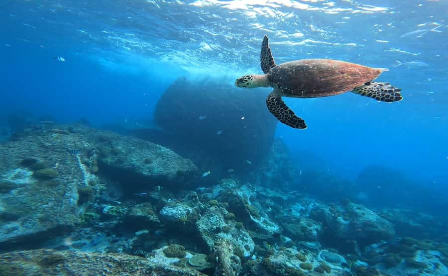 Praslin: Curieuse & St-Pierre Boat Adventure with Snorkeling - Is $56 good value for this Seychelles day?