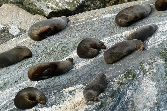 Premium Milford Sound Small Group Tour & Cruise from Queenstown - Mirror Lakes reward a short walk