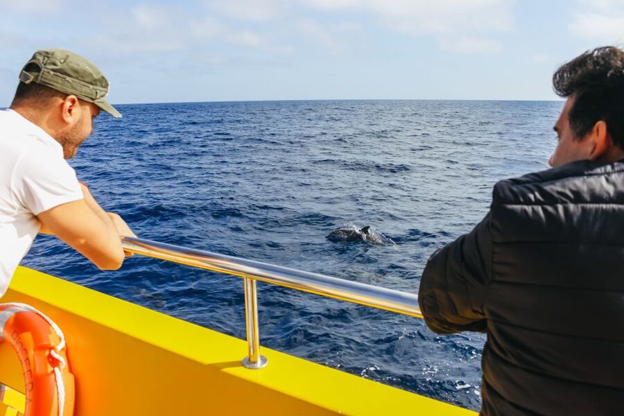 Puerto del Carmen: Dolphin-Watching Speedboat Tour with Swim - Should you book this Puerto del Carmen boat trip?