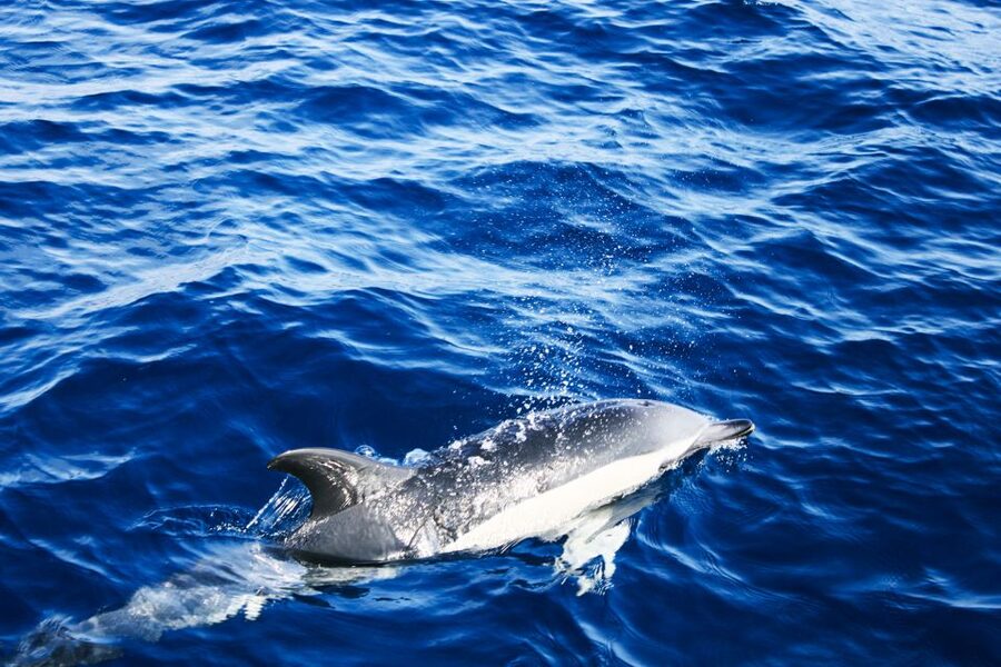 Puerto del Carmen: Dolphin-Watching Speedboat Tour with Swim - Who will enjoy this most