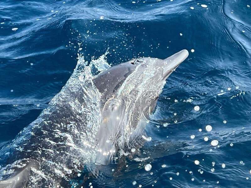 Puerto Escondido: Boat Tour to see Dolphins and Marine Life - Key points before you book