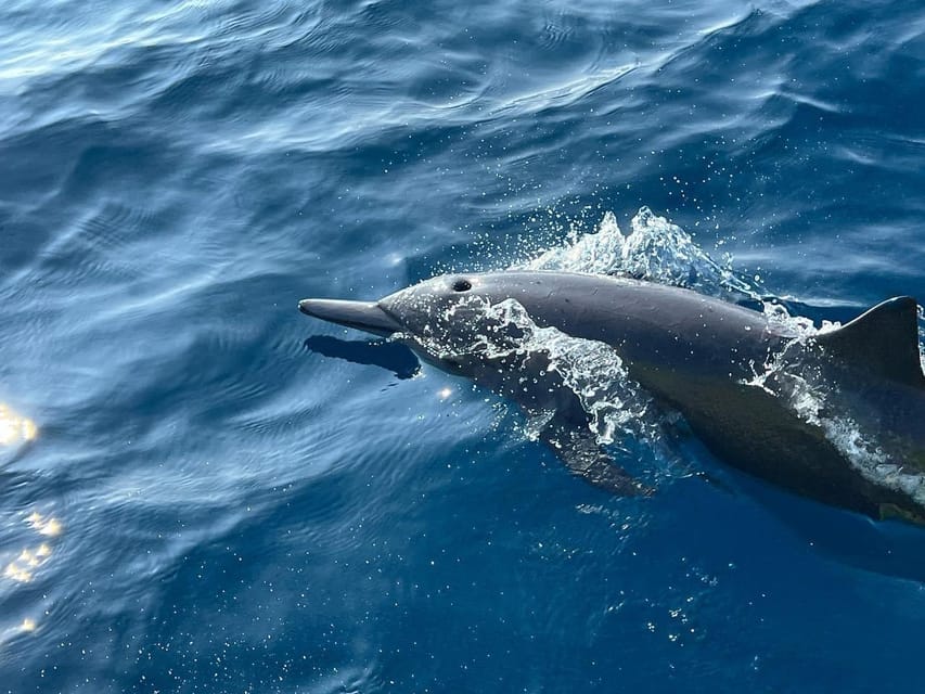 Puerto Escondido: Boat Tour to see Dolphins and Marine Life - My take on the best time to go