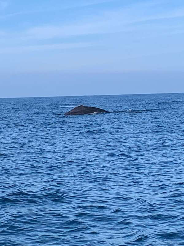 Puerto Escondido: Boat Tour to see Dolphins and Marine Life - Swimming and the final snorkeling stop