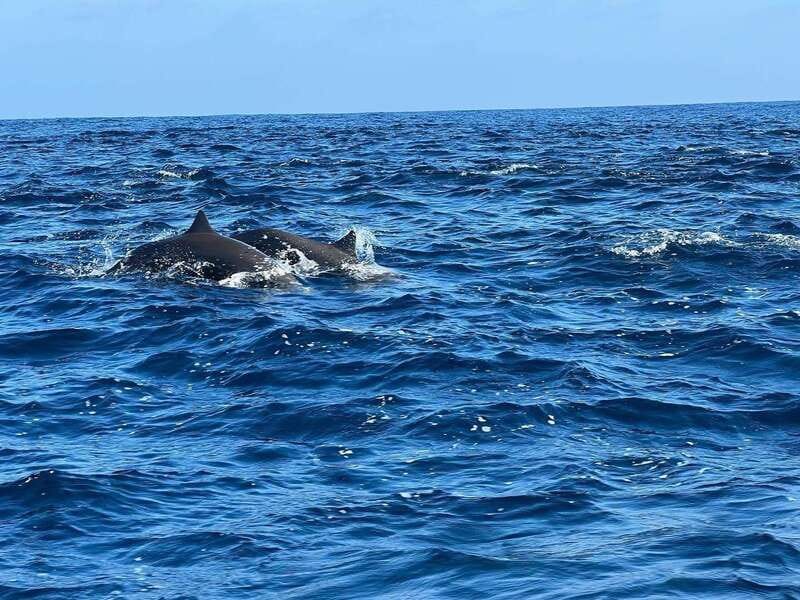 Puerto Escondido: Boat Tour to see Dolphins and Marine Life - Who should book this boat trip