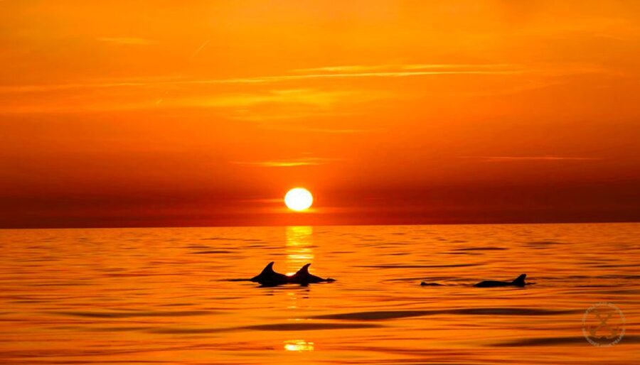 Pula: Brijuni Islands Dolphin Watching & Wildlife Cruise - Leaving from Korkyra boat excursions in Pula
