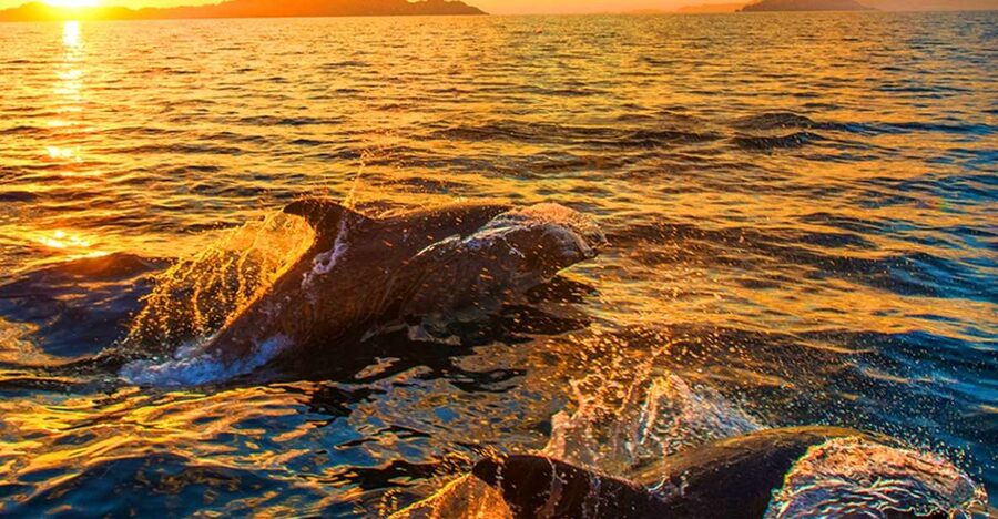 Pula: Brijuni Islands Dolphin Watching & Wildlife Cruise - Dinner on the Adriatic, with drinks included