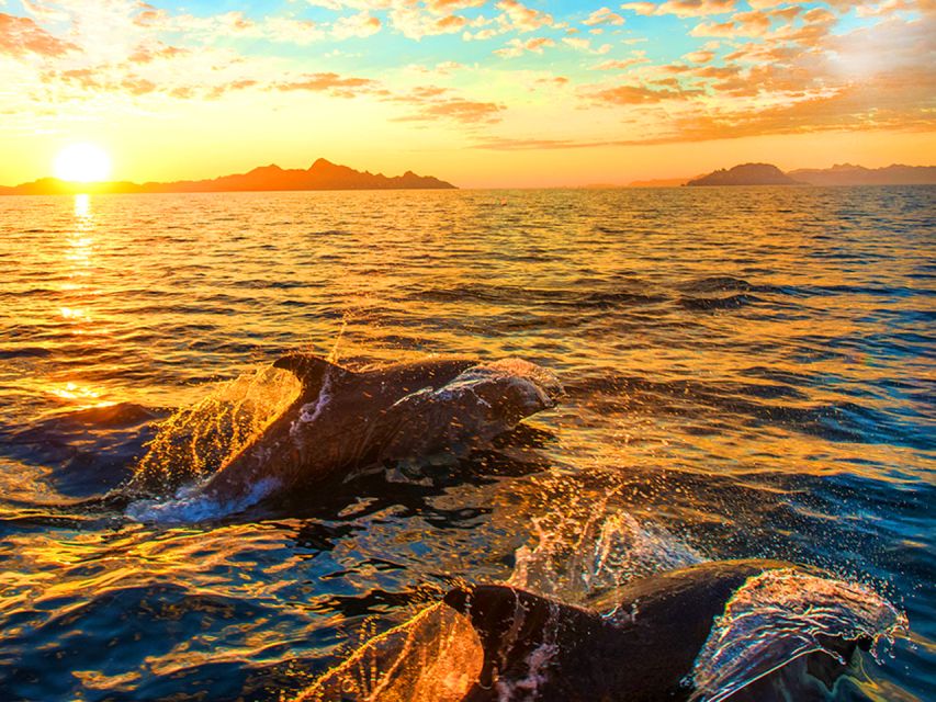 Pula: Brijuni Islands Dolphin Watching & Wildlife Cruise - Searching the waters around Brijuni National Park