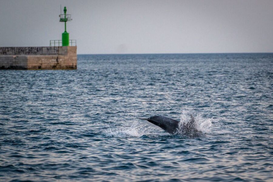 Pula: Brijuni National Park Sunset, Dolphins & Dinner Cruise - Leaving Pula through its old harbor
