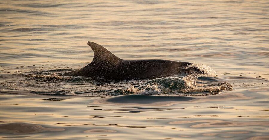 Pula: Brijuni National Park Sunset, Dolphins & Dinner Cruise - What is included for $64