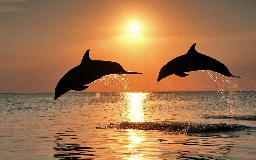 Pula: Dolphin&Sunset Cruise in Brijuni with Dinner&Drinks - Searching for dolphins in open water