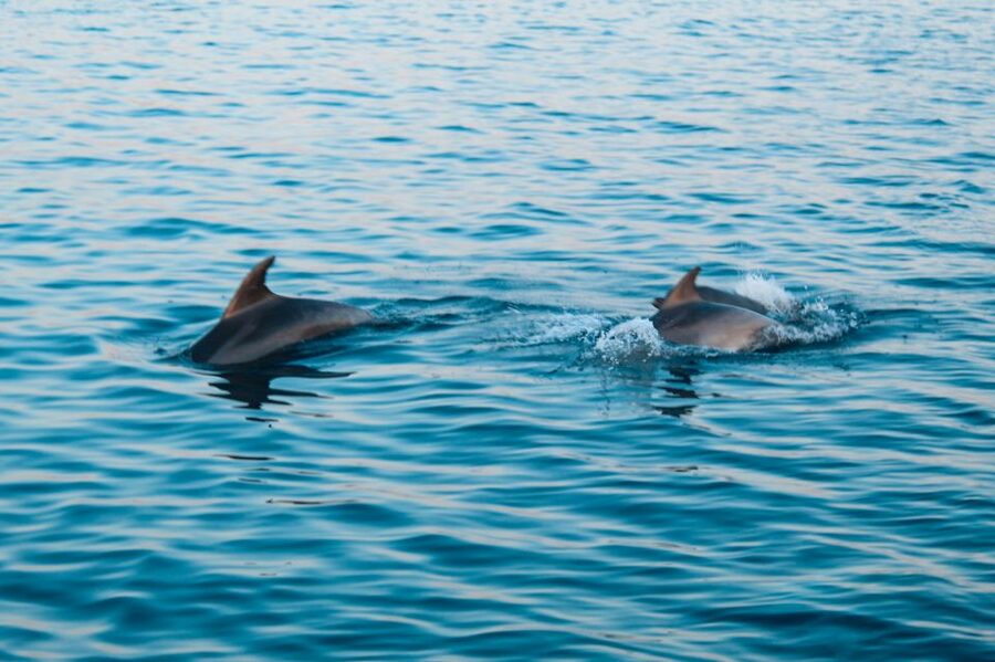 Pula: Dolphin&Sunset Cruise in Brijuni with Dinner&Drinks - What the $64 price delivers