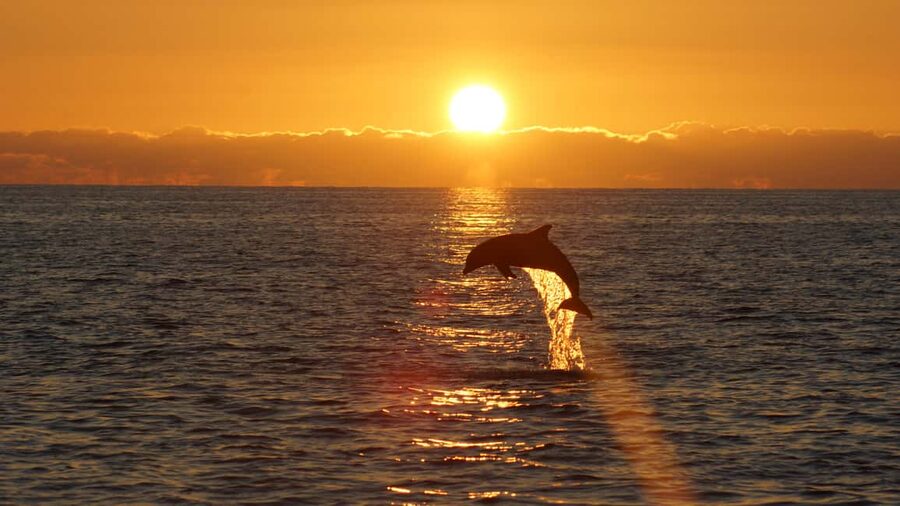 Pula: Dolphin Sunset Cruise to Brijuni with Dinner & Drinks - Key points to know before sailing