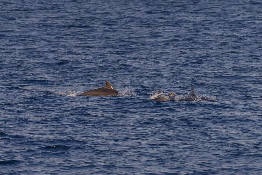 Pula: Dolphin Watching Sunset Cruise with Dinner & Drinks - Key points to know before you book