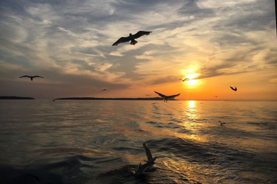 Pula: Dolphin Watching Sunset Cruise with Dinner & Drinks - Returning under Pula’s Lighting Giants