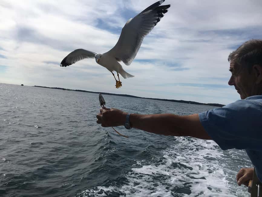 Pula: Dolphin Watching Sunset Cruise with Dinner & Drinks - Watching the sun set across the sea