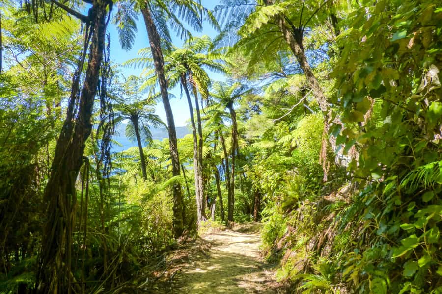 Queen Charlotte Track: Cruise & Self-Guided Hike from Picton - The 17 km Ship Cove to Furneaux Lodge walk