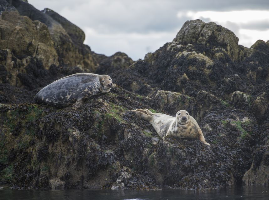 Queensferry: Sightseeing Cruise to Inchcolm Island - Who will enjoy this half-day outing