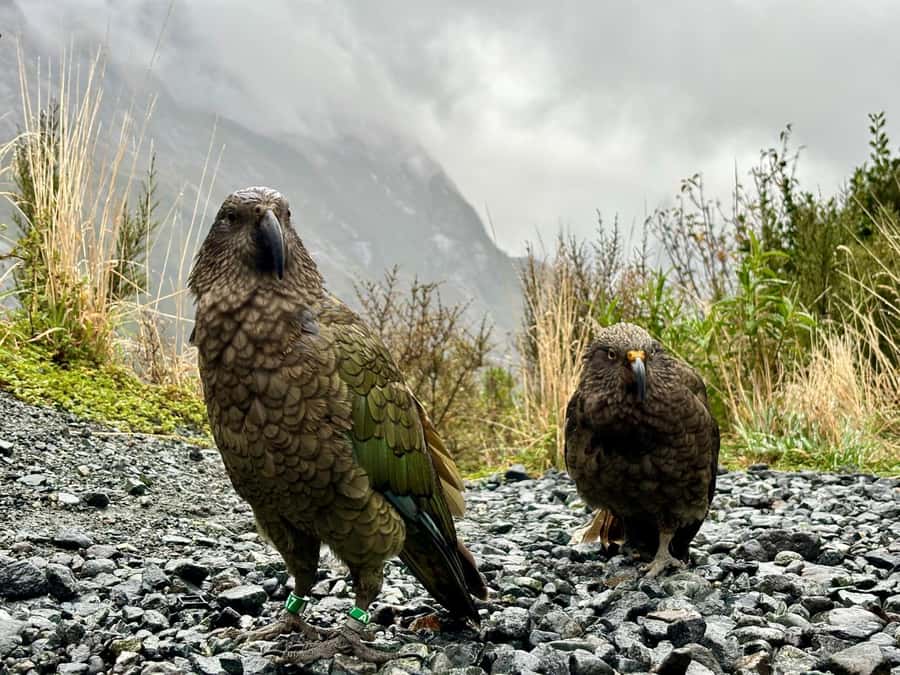 Queenstown: Milford Sound Small-Group Tour w Cruise & Lunch - Through Homer Tunnel into Milford Sound