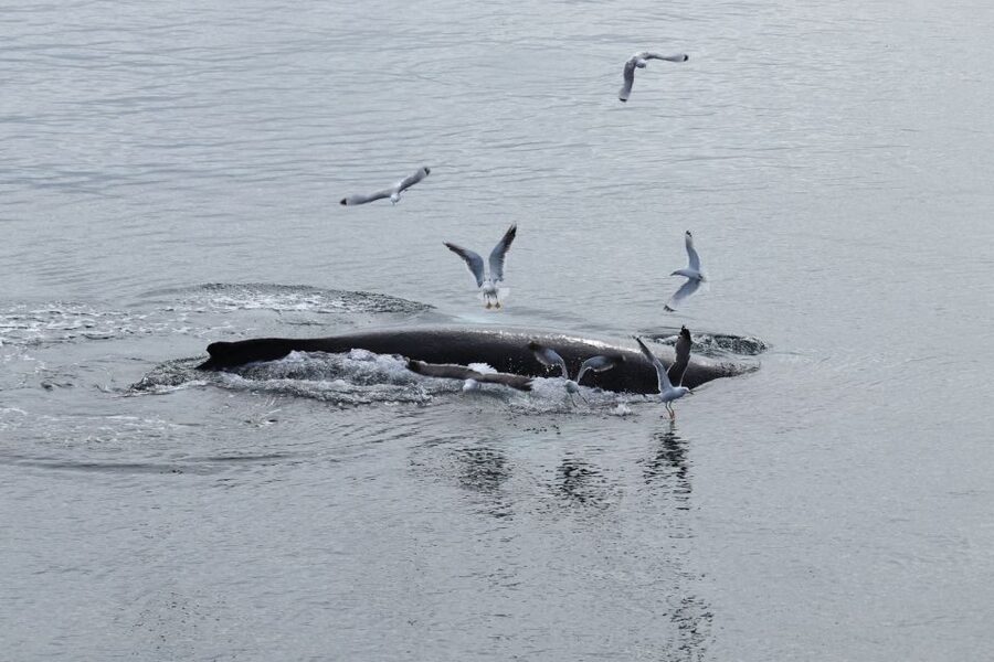 Reykjavik: Best Value Whale Watching Boat Tour - Key points to know before you go