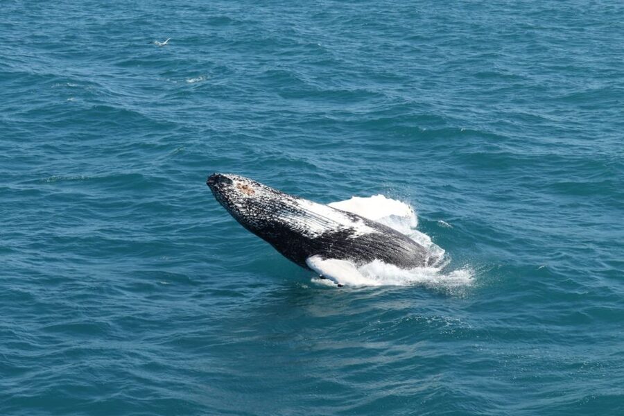 Reykjavik: Best Value Whale Watching Boat Tour - Two and a half hours on Faxaflói Bay
