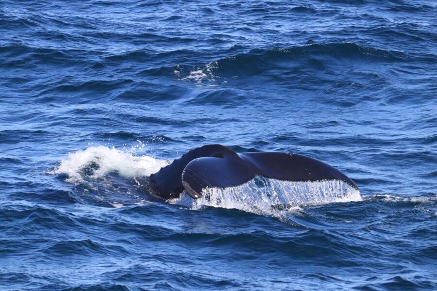 Reykjavik: Best Value Whale Watching Boat Tour - The boat, clothing, and comfort