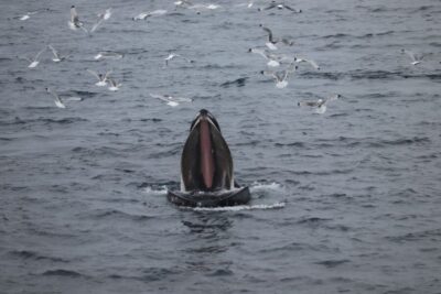 Best Value Whale Watching Boat Tour