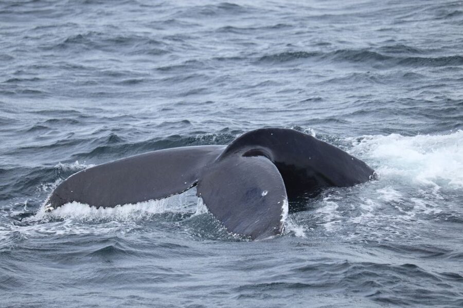 Reykjavik: Best Value Whale Watching Boat Tour - How much value do you get for $103?