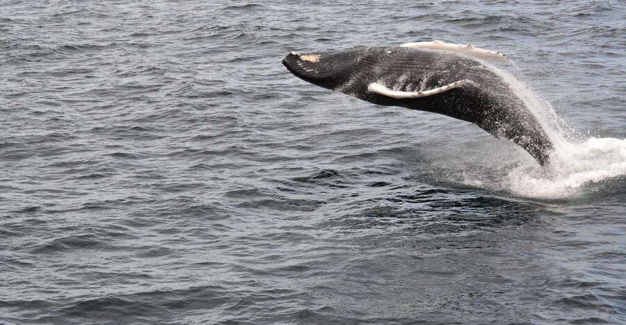 Reykjavik: Best Value Whale Watching Boat Tour - Which departure time and season make sense?