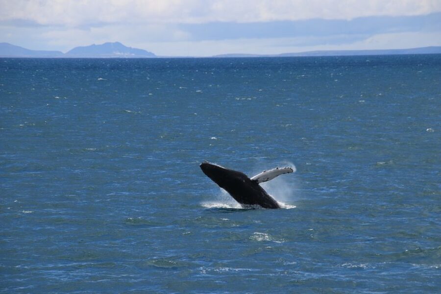 Reykjavik: Best Value Whale Watching Boat Tour - A responsible way to watch wildlife