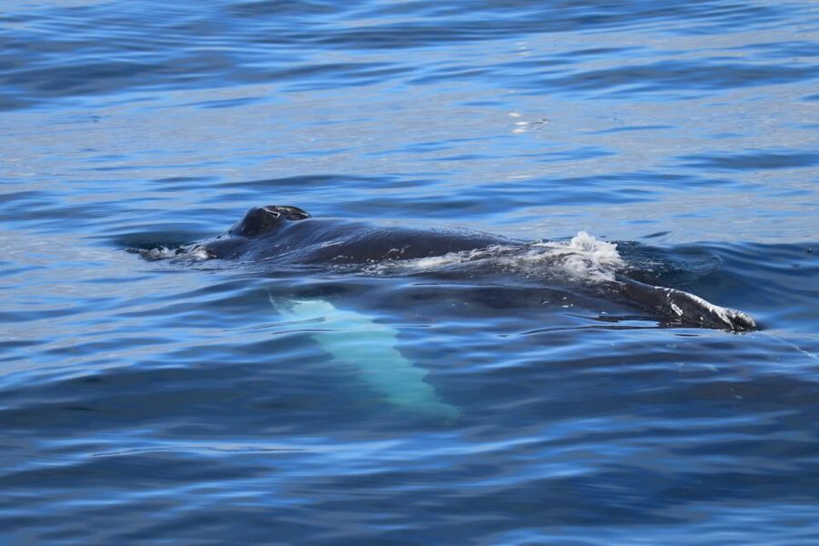 Reykjavik: Best Value Whale Watching Boat Tour - Who will enjoy this tour most?