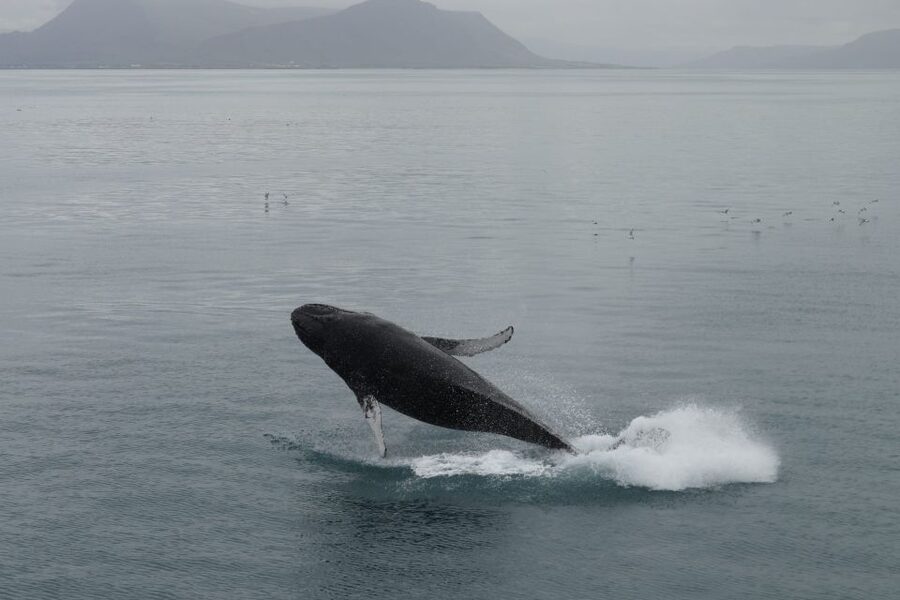 Reykjavik: Best Value Whale Watching Boat Tour - Booking, cancellation, and practical details