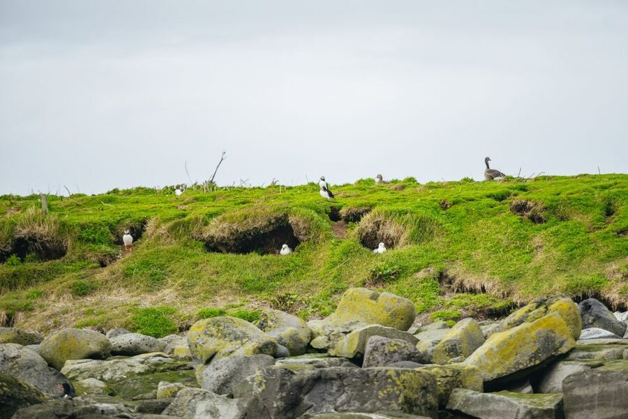 Reykjavik: Puffin Watching Boat Tour - Leaving Reykjavik’s Old Harbour on Old Skuli