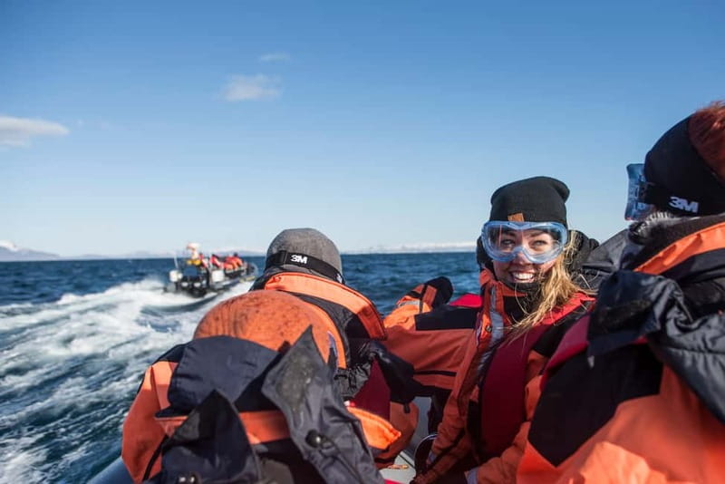 Reykjavik: Whale and Puffin Watching RIB Boat Tour - Searching for whales, dolphins, and porpoises