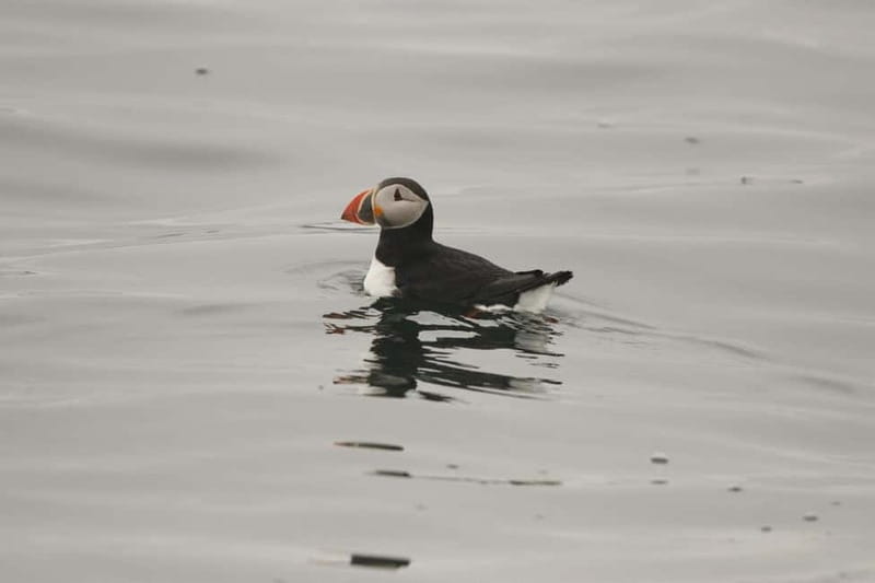 Reykjavik: Whale and Puffin Watching RIB Boat Tour - Why the small boat changes the experience
