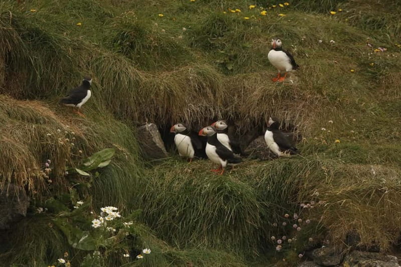 Reykjavik: Whale and Puffin Watching RIB Boat Tour - What the $200 price buys you